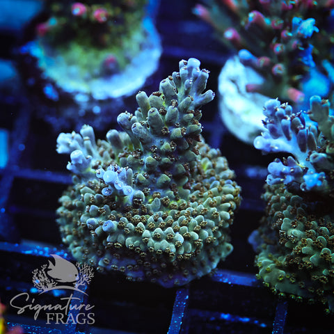 Blue Nasuta