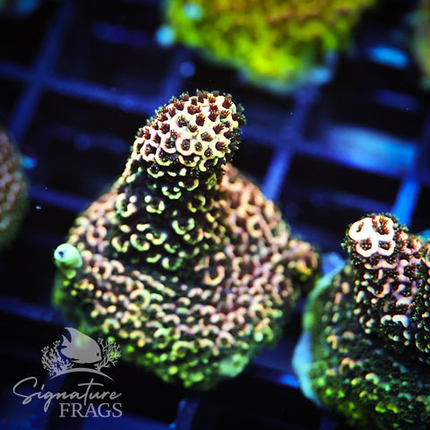 Purple Tip Rainbow Spath