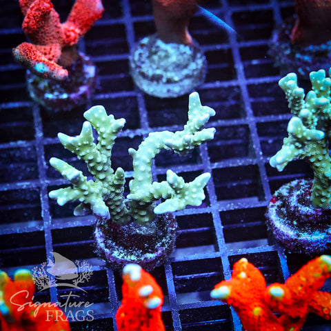 Blue/Teal Anacropora