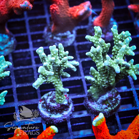 Blue/Teal Anacropora