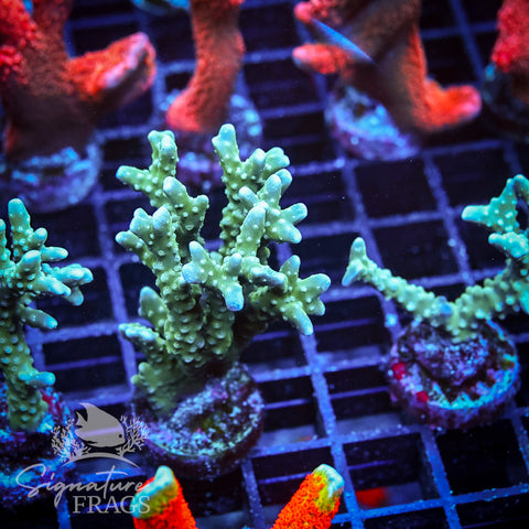 Blue/Teal Anacropora