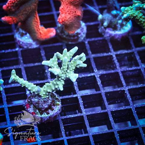 Blue/Teal Anacropora