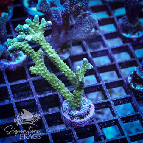 Blue/Teal Anacropora