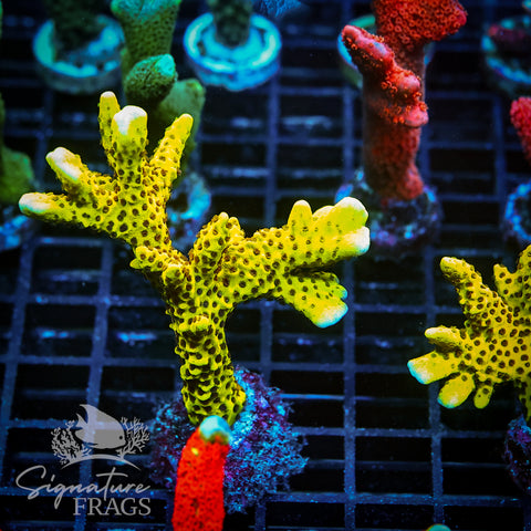 Slimeball Anacropora