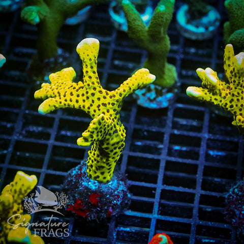Slimeball Anacropora