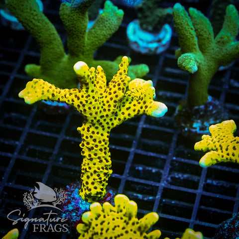 Slimeball Anacropora