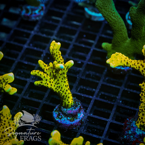 Slimeball Anacropora
