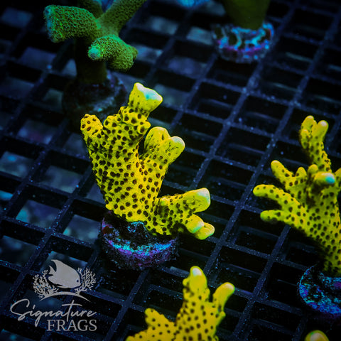 Slimeball Anacropora