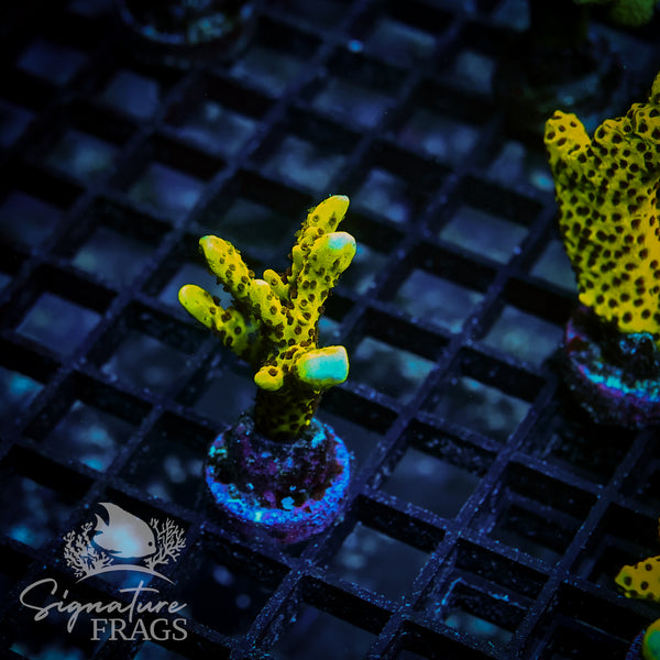Slimeball Anacropora