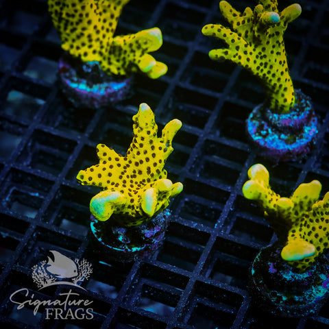 Slimeball Anacropora