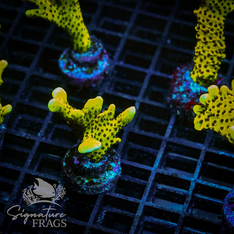 Slimeball Anacropora