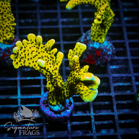 Slimeball Anacropora