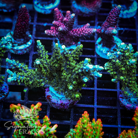 Neon Corallite Navy Horrida