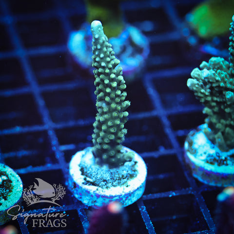 Blue Tip Stag