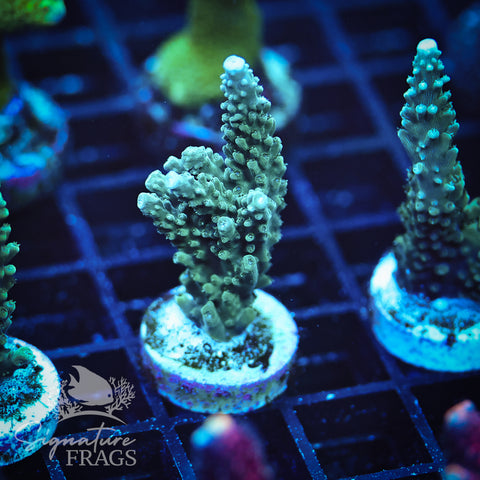 Blue Tip Stag