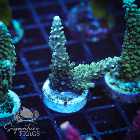Blue Tip Stag