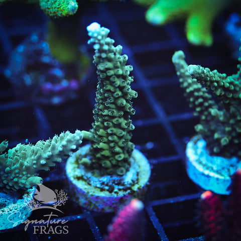 Blue Tip Stag