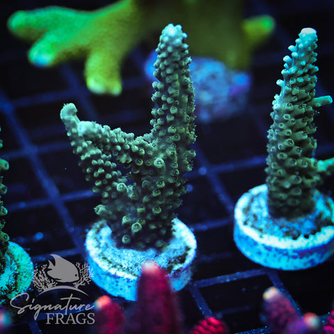 Blue Tip Stag