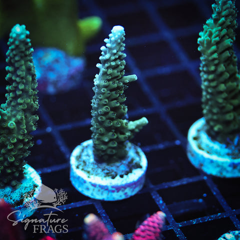Blue Tip Stag