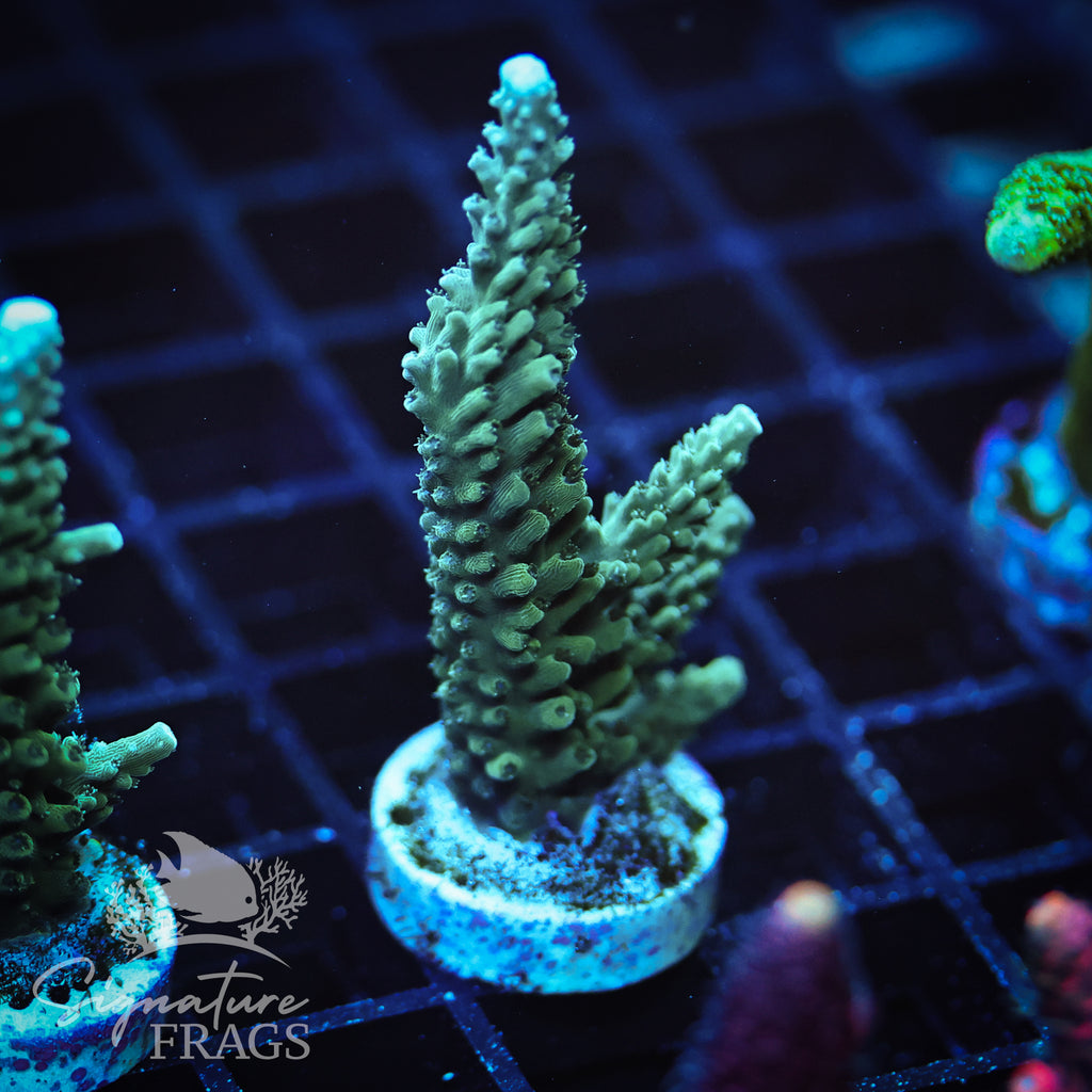 Blue Tip Stag