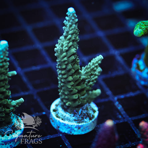 Blue Tip Stag