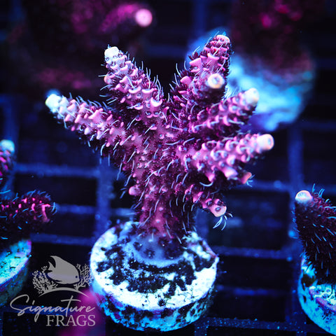 Electric Pink Milli