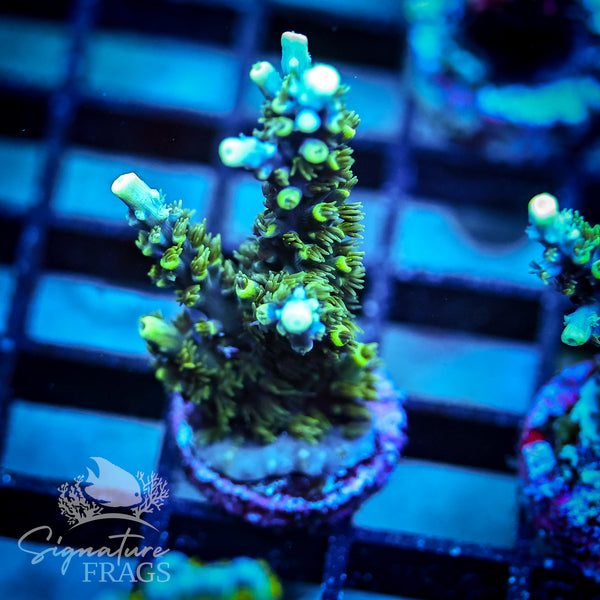 Neon Corallite Navy Horrida