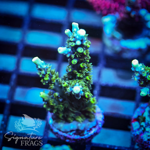Neon Corallite Navy Horrida