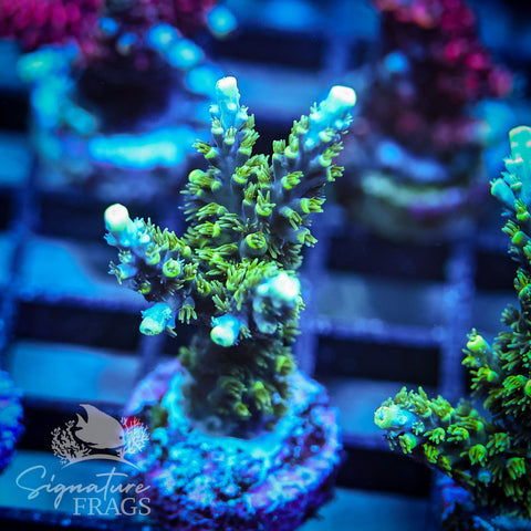 Neon Corallite Navy Horrida