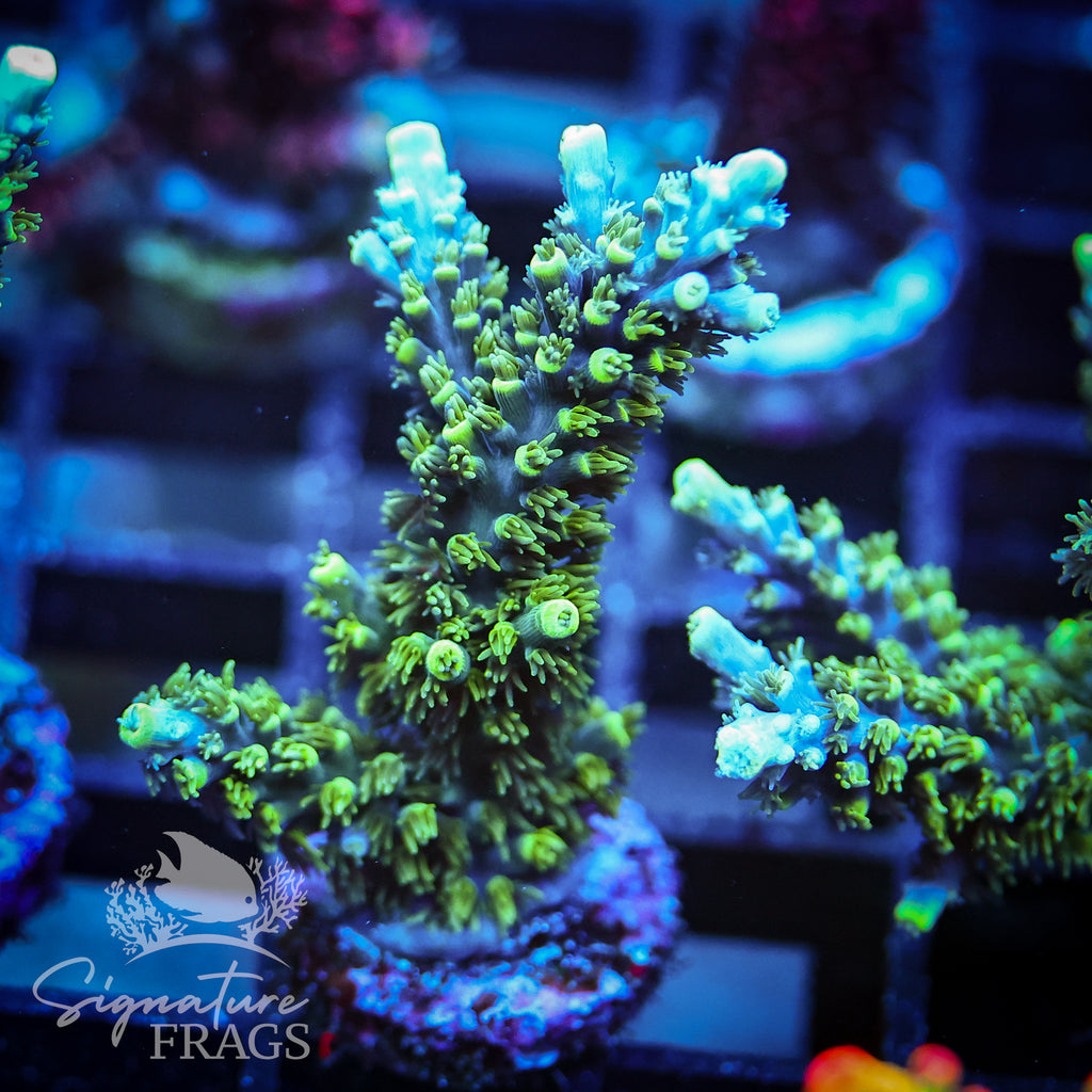 Neon Corallite Navy Horrida