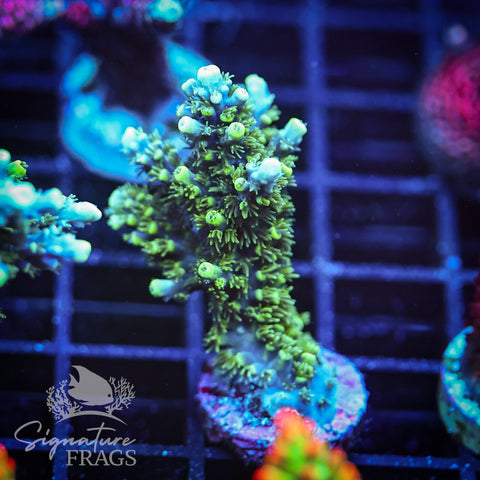 Neon Corallite Navy Horrida