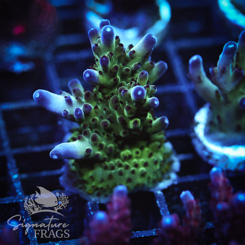 Frostbite Granulosa