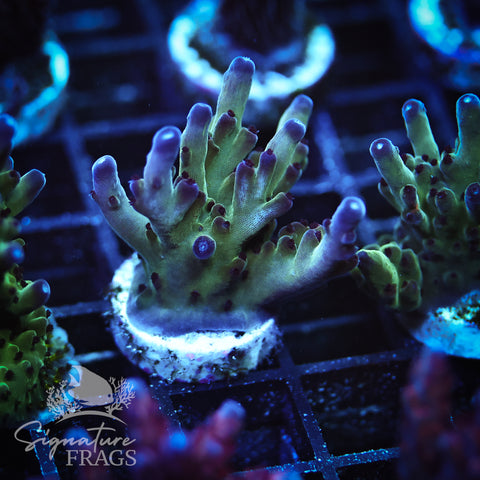 Frostbite Granulosa