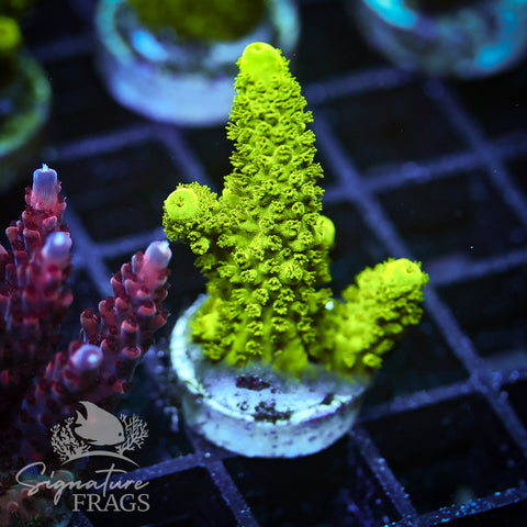 Frog Skin