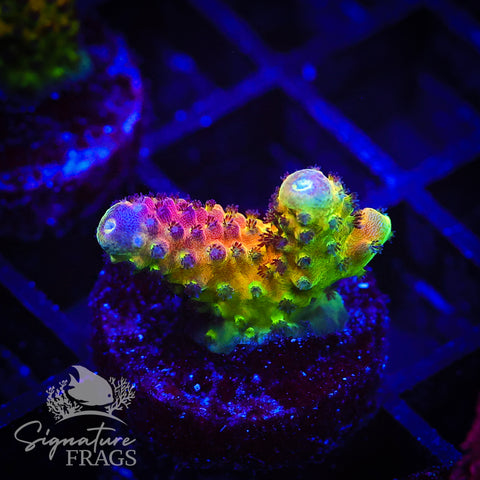 RAH Rainbow Mango
