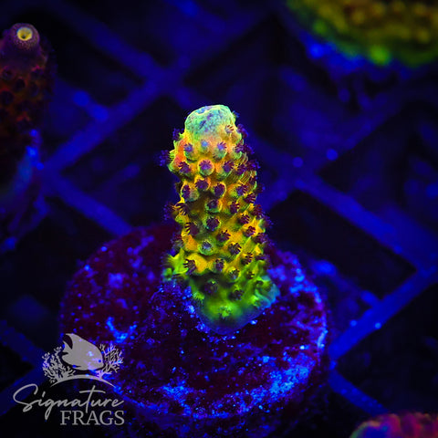 RAH Rainbow Mango
