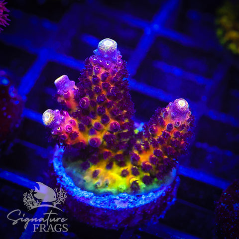 RAH Rainbow Mango
