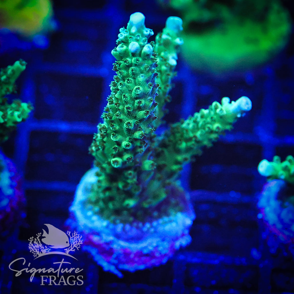 Blue Tip Stag