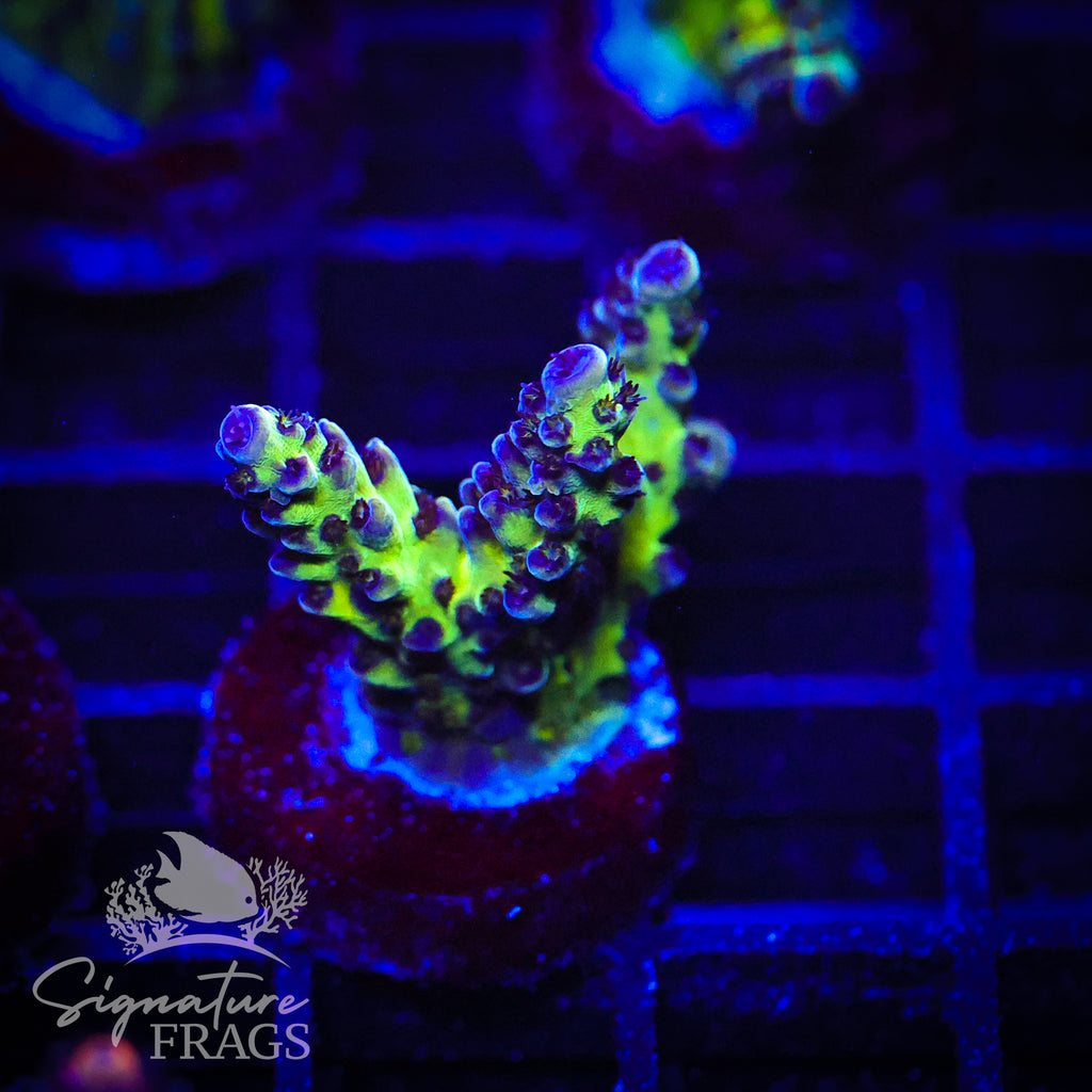 Smurf Berry