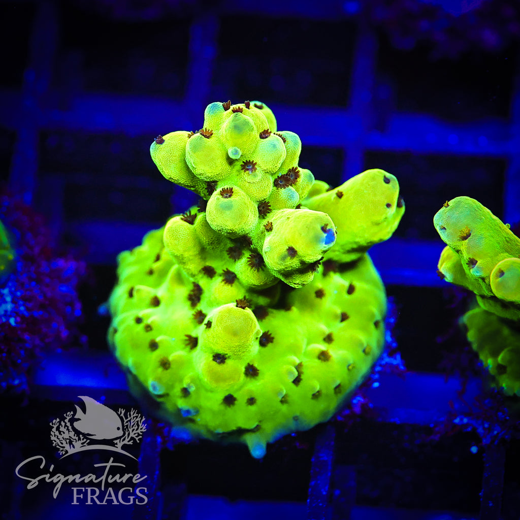 Blueberry Granulosa