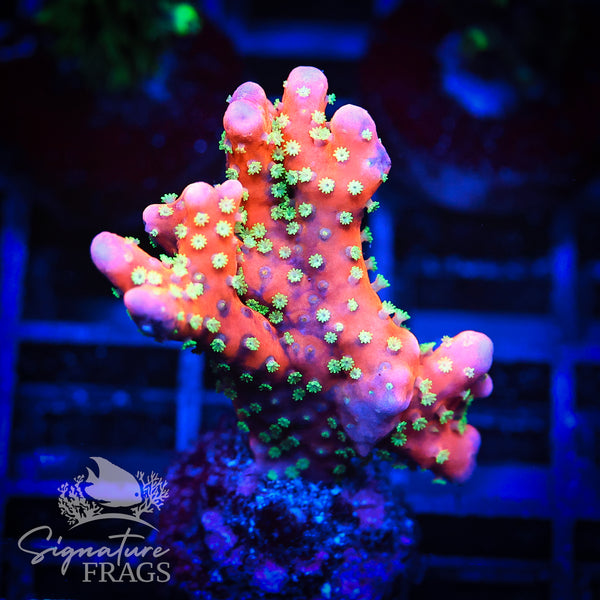 Tropicana Anacropora