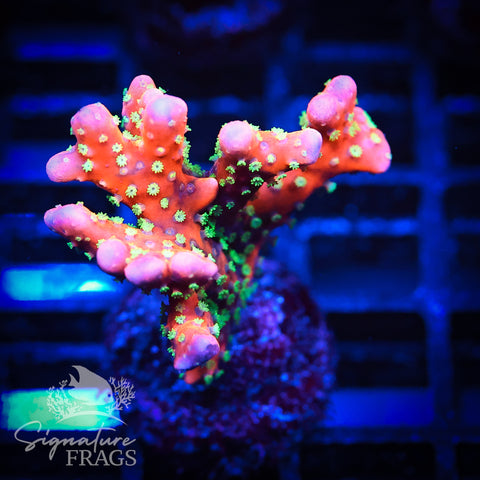 Tropicana Anacropora
