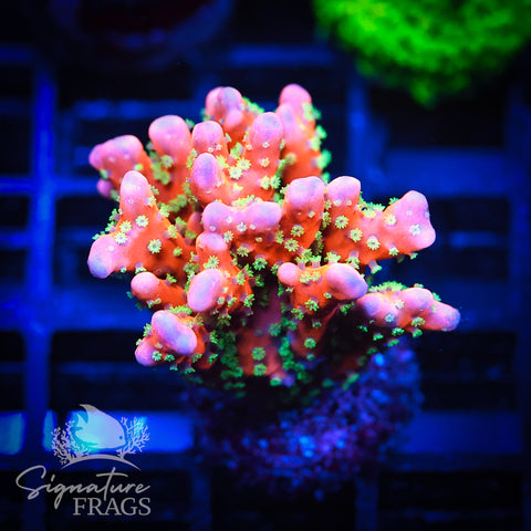 Tropicana Anacropora