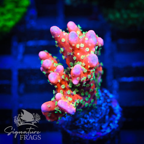 Tropicana Anacropora