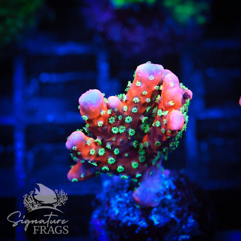 Tropicana Anacropora