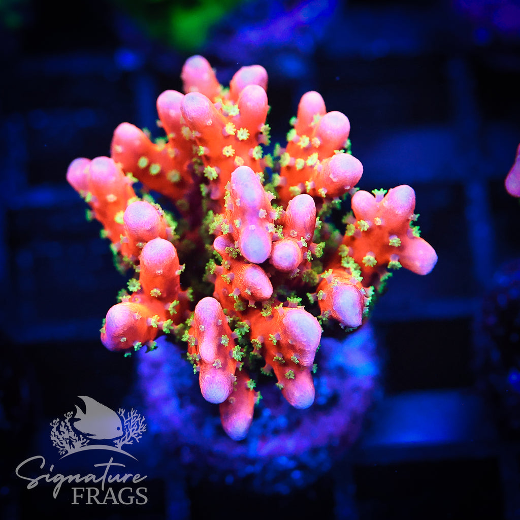Tropicana Anacropora