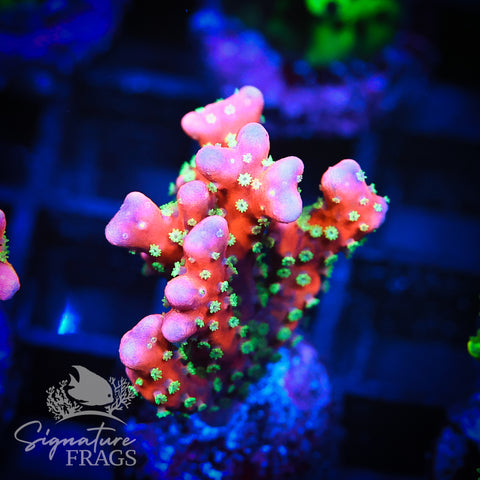 Tropicana Anacropora