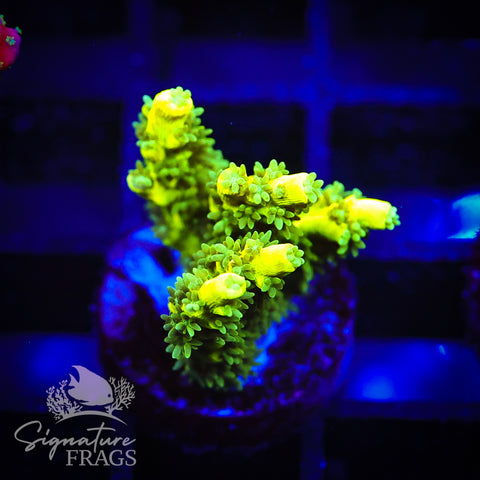 Lime Virrmiculata