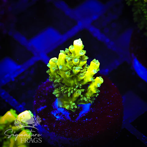 Lime Virrmiculata