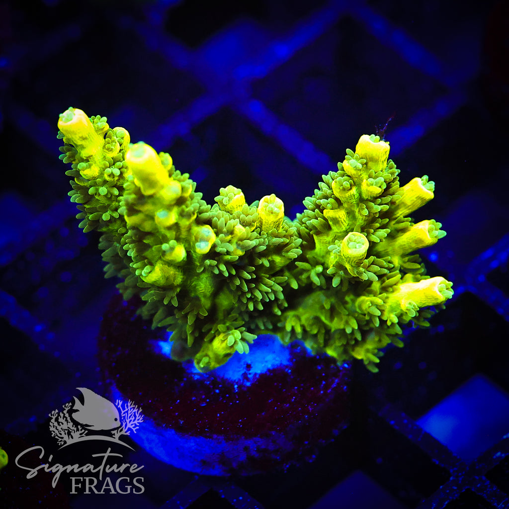 Lime Virrmiculata